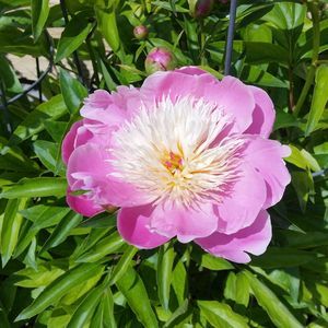 Meet your Posher, Joyce